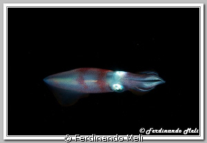 A squid in the night by Ferdinando Meli 